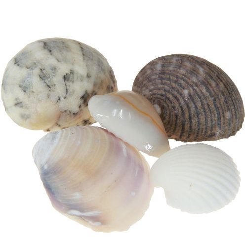 Artículo Decoración de conchas mini caracoles 1–3 cm 340 g