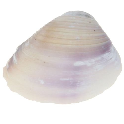 Artículo Decoración de conchas mini caracoles 1–3 cm 340 g