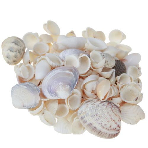 Artículo Decoración de conchas mini caracoles 1–3 cm 340 g
