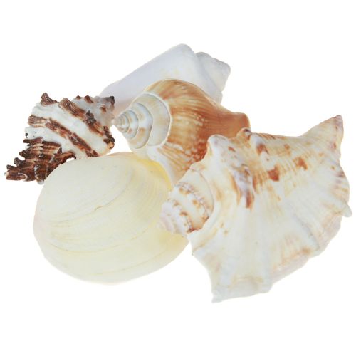 Floristik24 Decoración de conchas mezcla de conchas caracoles 4–8 cm natural 400 g