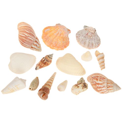 Artículo Decoración de concha de caracol marino natural 350 g × 3 piezas