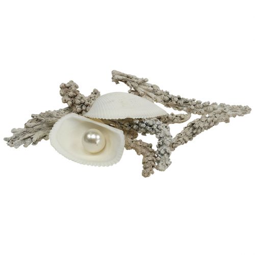 Mezcla de concha con perla y madera blanca 200g