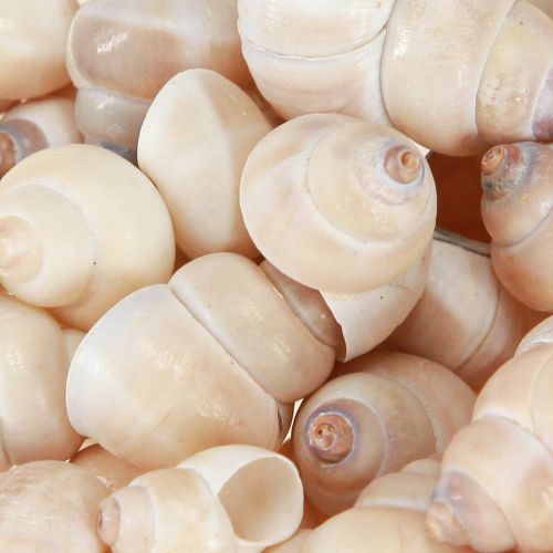 Floristik24 Mejillón Umachi 500g