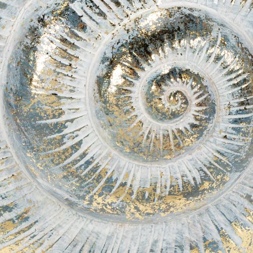 Artículo Contenedor decorativo en forma de caracol para diseño de pared marítimo y natural, gris, 21 cm