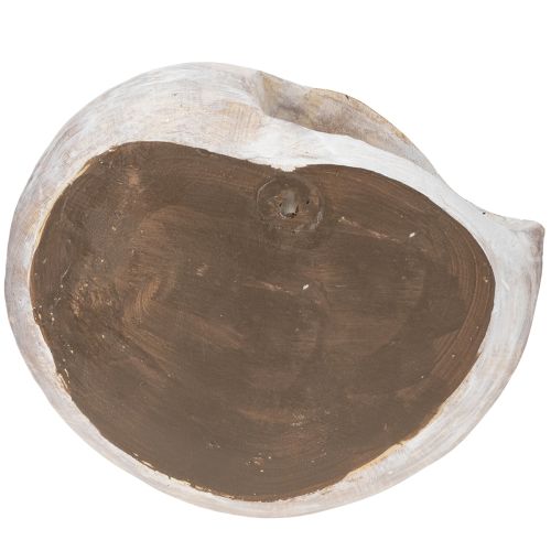 Artículo Contenedor decorativo en forma de caracol para diseño de pared marítimo y natural, gris, 21 cm