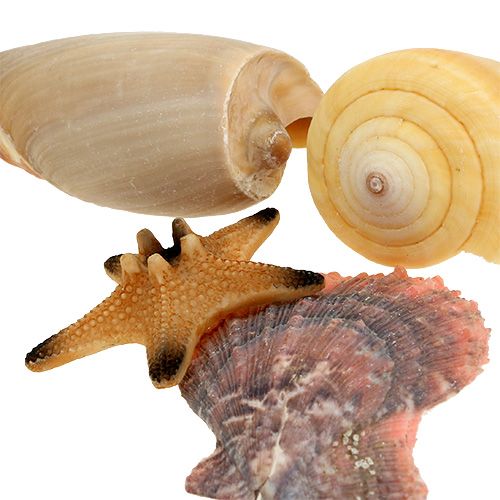 Floristik24 Shell mezclar en una caja natural 380g