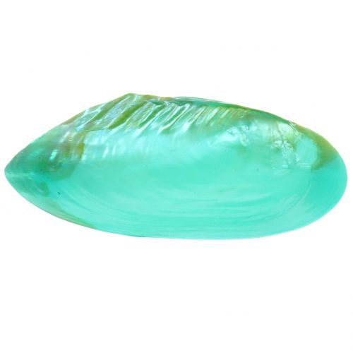 Floristik24 Concha para decoracion verde 18cm