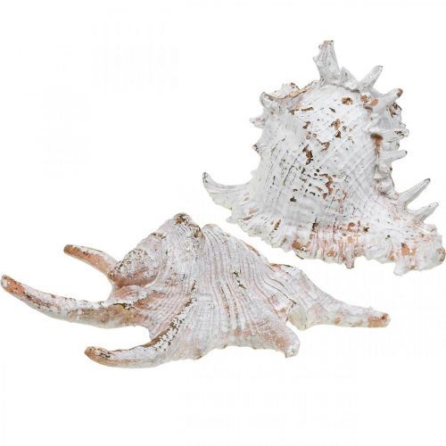 Floristik24 Conchas, decoración marítima, caracoles blanco-dorado L22/17cm juego de 2