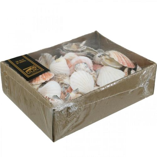 Floristik24 Caja de conchas, vieiras naturales, decoración marítima H3–5cm 900g