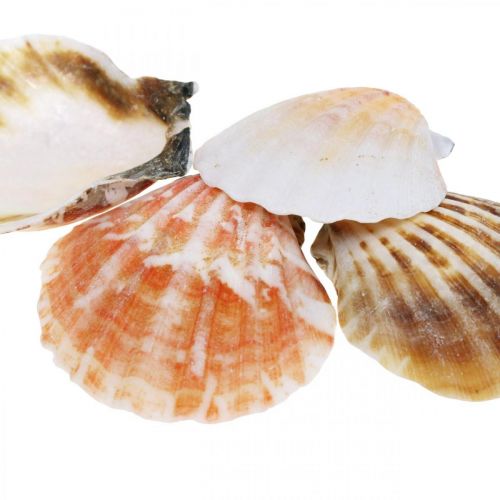 Floristik24 Caja de conchas, vieiras naturales, decoración marítima H3–5cm 900g