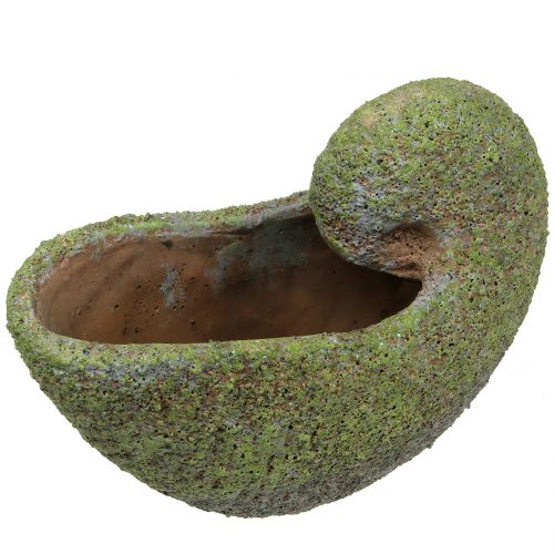 Floristik24 Mejillón para plantar con musgo 28,5cm x 14cm H21cm