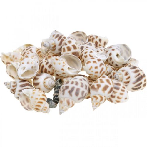 Decoración de conchas, caracol mini deco, mezcla de caracoles de mar L2–4cm 780g