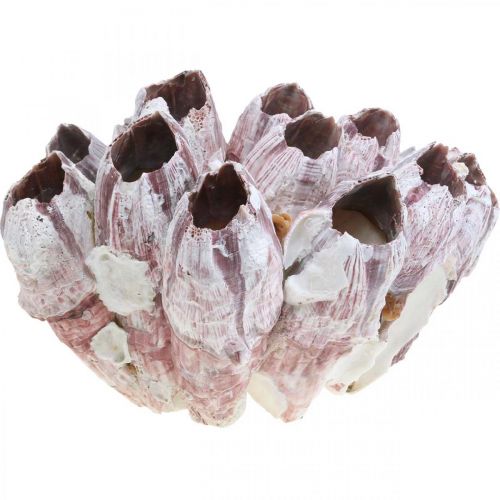 Deco concha percebes naturaleza, decoración marítima
