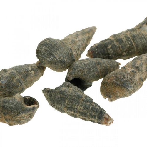 Artículos naturales, conchas de caracol naturales 6–10 mm, decoraciones marinas 1 kg