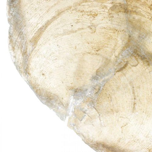 Artículo Decoración de playa, conchas capiz 5-10cm, artículos naturales, nácar, marítimo 1kg