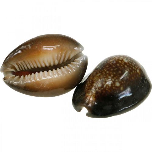 Floristik24 Cauri concha deco naturaleza decoración marítima caracoles de mar 500g
