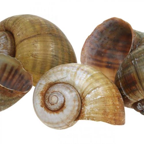 Floristik24 Decoración de caracoles, conchas de caracol naturaleza marítima, verde 10 piezas