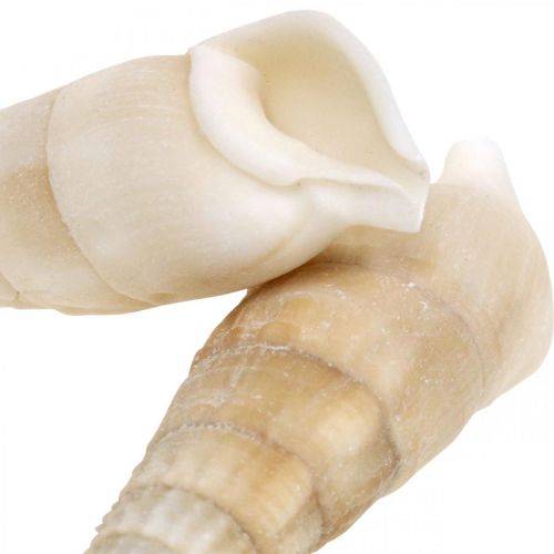 Artículo Deco caracoles blanco, caracol de mar decoración natural 2-5cm 1kg