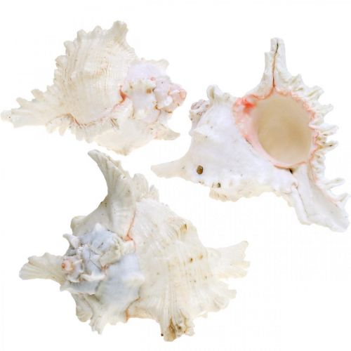 Concha Chicoreus ramosus 16cm 3uds