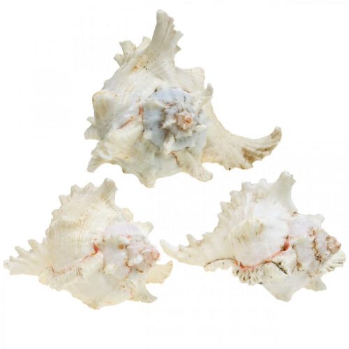 Artículo Concha Chicoreus ramosus 16cm 3uds