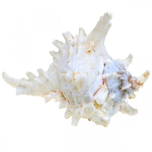Artículo Concha Chicoreus ramosus 16cm 3uds