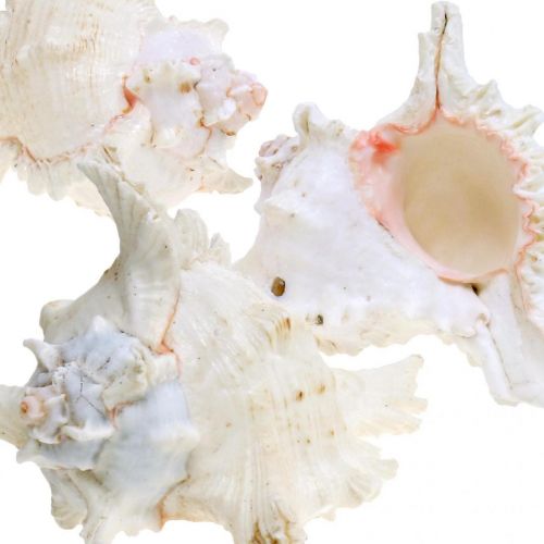 Artículo Concha Chicoreus ramosus 16cm 3uds