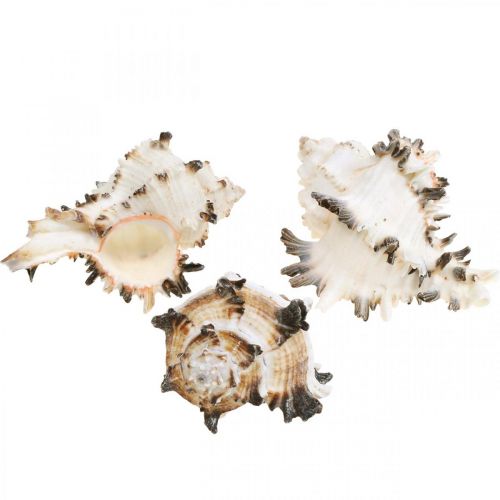 Floristik24 Deco conchas de caracol a rayas, caracoles de mar decoración natural 1kg