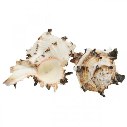 Floristik24 Deco conchas de caracol a rayas, caracoles de mar decoración natural 1kg