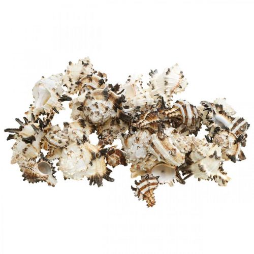 Floristik24 Deco conchas de caracol a rayas, caracoles de mar decoración natural 1kg