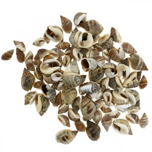 Decoración natural, conchas de caracol natural 1–2cm, decoración de concha 1 kg