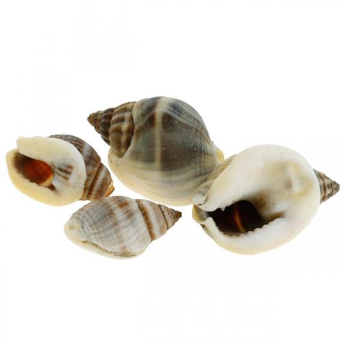 Floristik24 Decoración natural, conchas de caracol natural 1–2cm, decoración de concha 1 kg