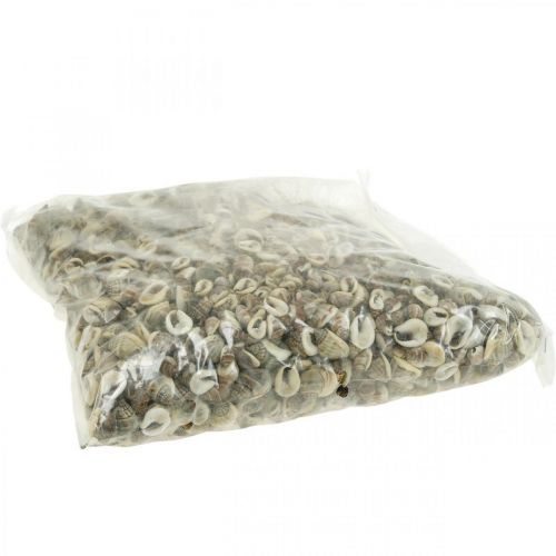 Floristik24 Decoración natural, conchas de caracol natural 1–2cm, decoración de concha 1 kg
