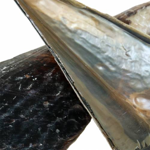 Floristik24 Bolígrafos negros 24 – 30cm 1kg