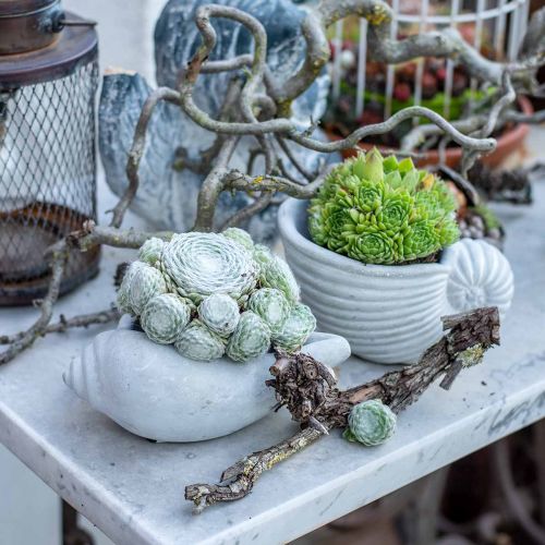 Floristik24 Maceta de concha, cuenco para plantas concha de caracol, decoración de hormigón marítimo L17cm H7.5cm 3 piezas