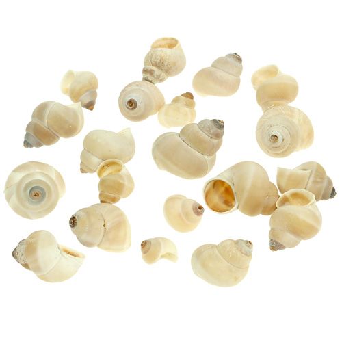 Floristik24 Mejillón Umachi 500g