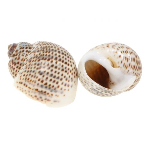 Floristik24 Caracoles naturales 500g