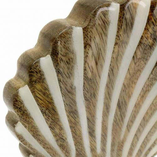 Floristik24 Concha con base madera blanca, naturaleza 20 × 14cm Decoración marítima para el salón