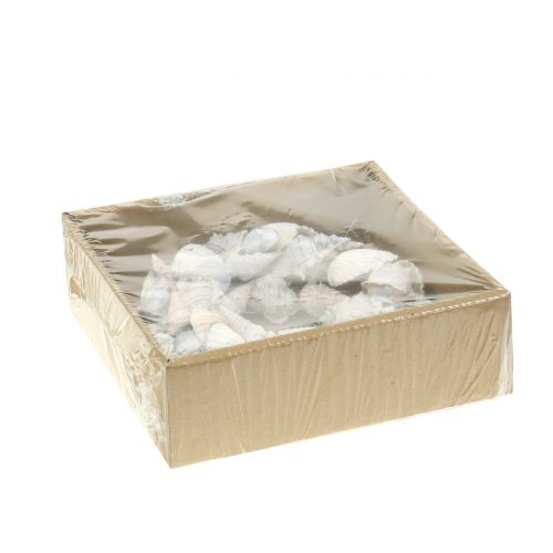 Floristik24 Corona de concha blanca Ø14cm
