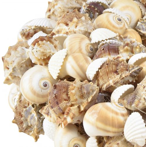 Floristik24 Corona de conchas corona de caracol para colgar coco natural Ø25cm