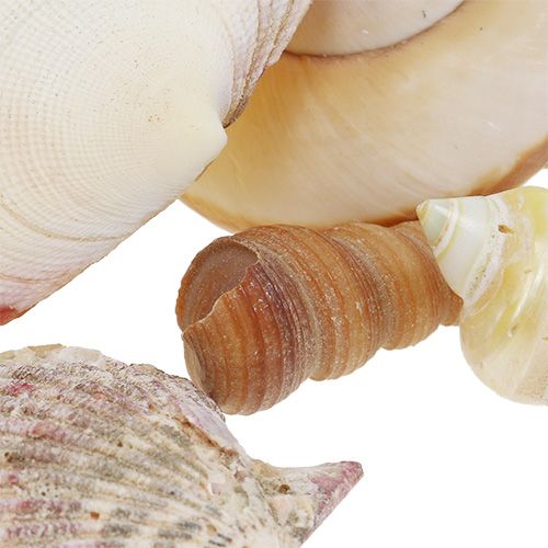 Floristik24 Mezcla de conchas en una canasta 16cm x 16cm