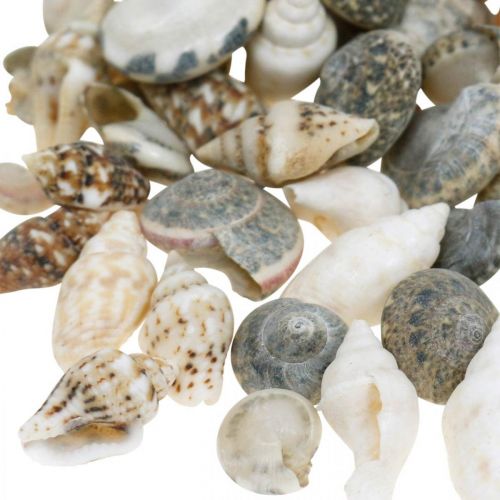 Floristik24 Conchas de caracol decorativas mini nature mix decoración marítima 1kg