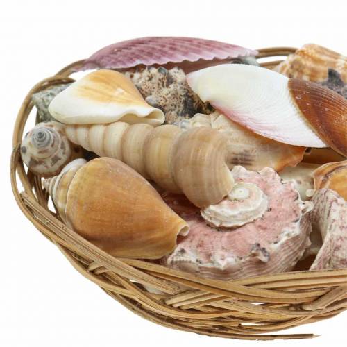 Floristik24 Mezcla de conchas en cesta natural Ø15cm 420g