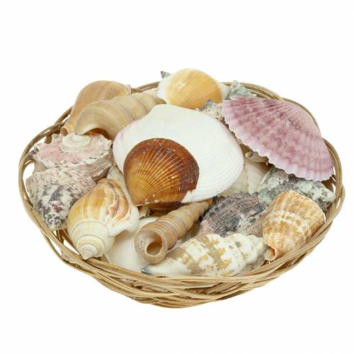 Floristik24 Mezcla de conchas en cesta natural Ø15cm 420g