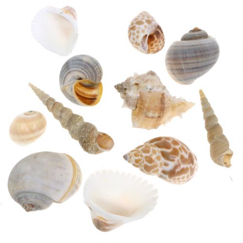 Floristik24 Shell mezcla natural 500g