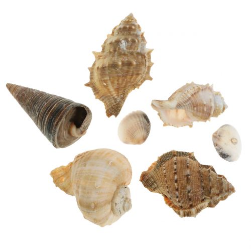 Floristik24 Surtido de conchas naturales 500g