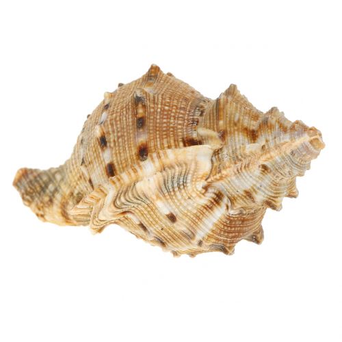 Floristik24 Surtido de conchas naturales 500g