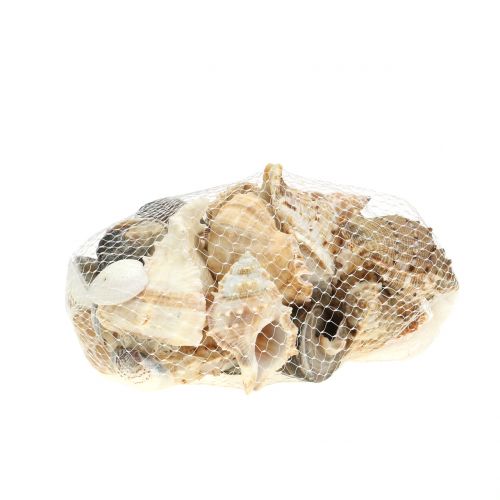 Floristik24 Surtido de conchas naturales 500g
