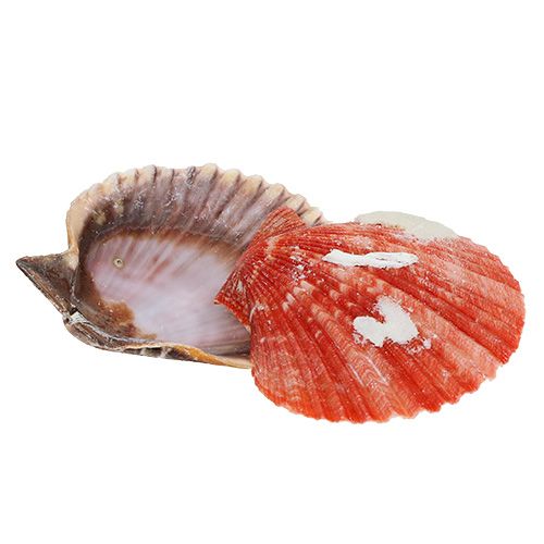Floristik24 Shell mezcla en la red 200g