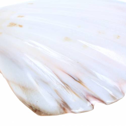 Floristik24 Concha decoración vieiras pulidas 12-13cm 4uds