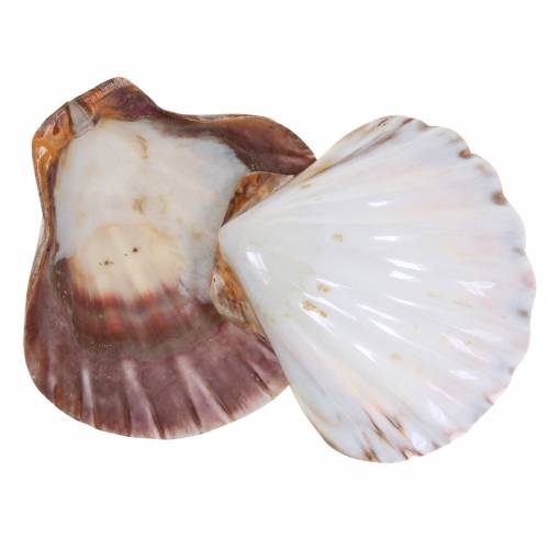 Floristik24 Concha decoración vieiras pulidas 12-13cm 4uds